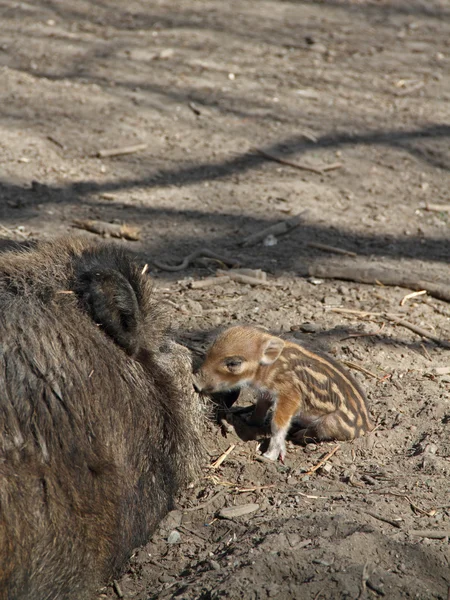 Wildschweine — Stockfoto