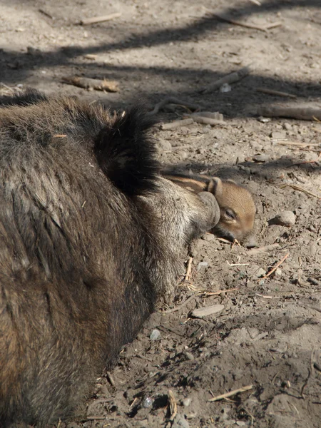 Wildschweine — Stockfoto