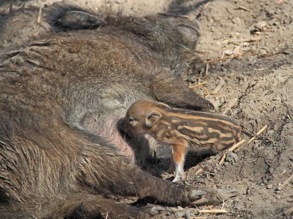 Wildschweine — Stockfoto