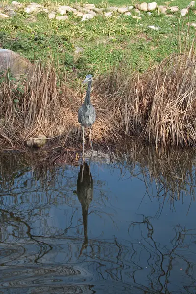 American heron — Stock Photo, Image