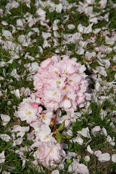 Almond blossom — Stock Photo, Image