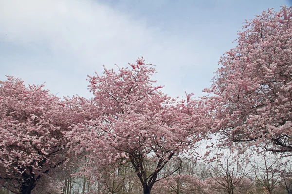 Almond blossom — Stock Photo, Image