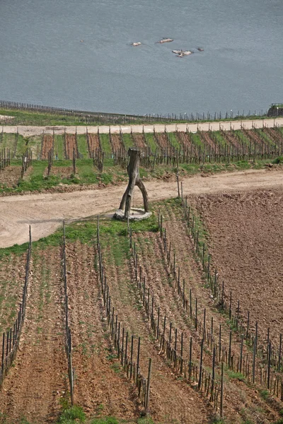 Péndulo en el viñedo — Foto de Stock