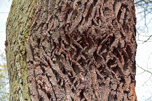 Corc oak — Stock Photo, Image