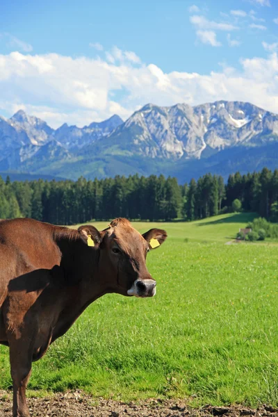 Kahverengi sığır — Stok fotoğraf