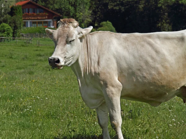 Brunt nötkreatur — Stockfoto