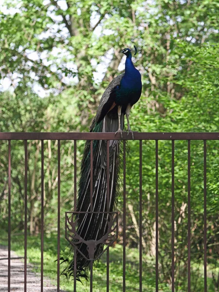 Peacock — Stock Photo, Image