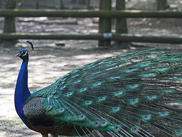 Peacock — Stock Photo, Image