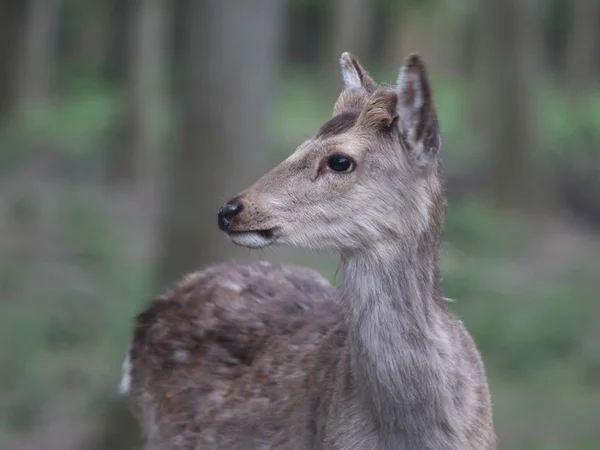 Mucca di cervo — Foto Stock