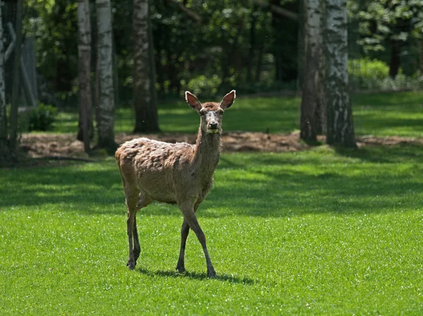 Mucca di cervo — Foto Stock