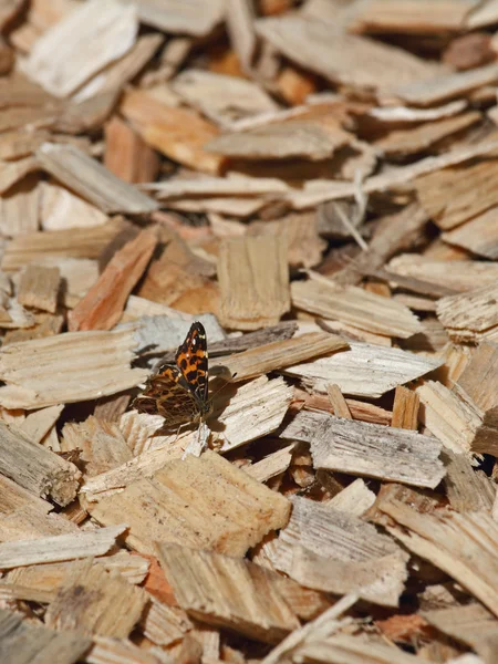 Mariposa sobre madera — Foto de Stock