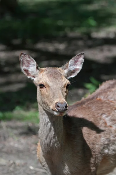 Één hind — Stockfoto