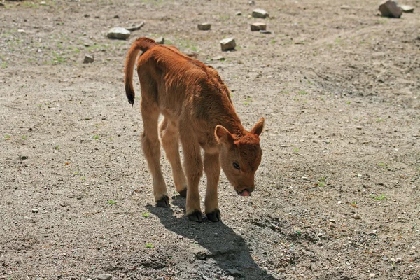 Vahşi hayvanlar — Stok fotoğraf