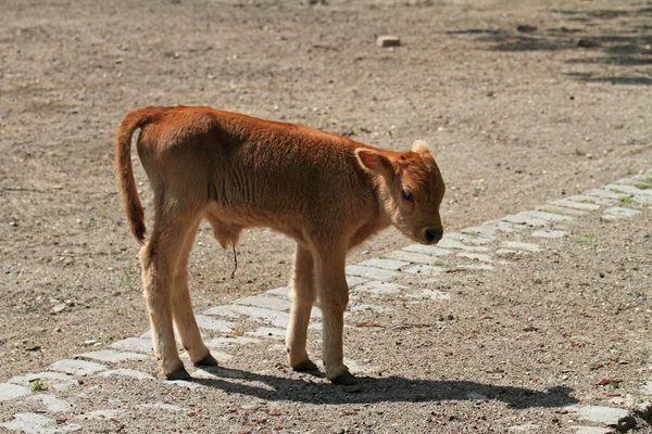 Ganado silvestre — Foto de Stock