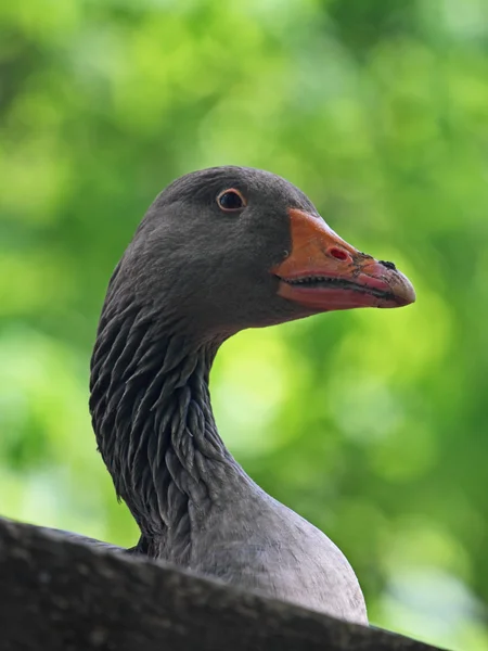 Wild goose — Stockfoto