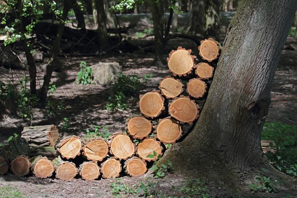 Forestry — Stock Photo, Image