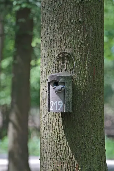 Blue tit — Stock Photo, Image