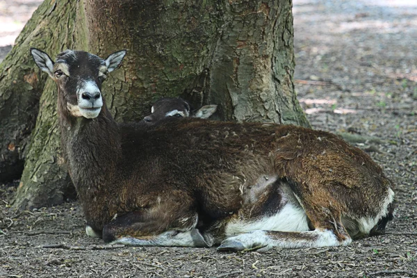 Wild sheeps — Stockfoto