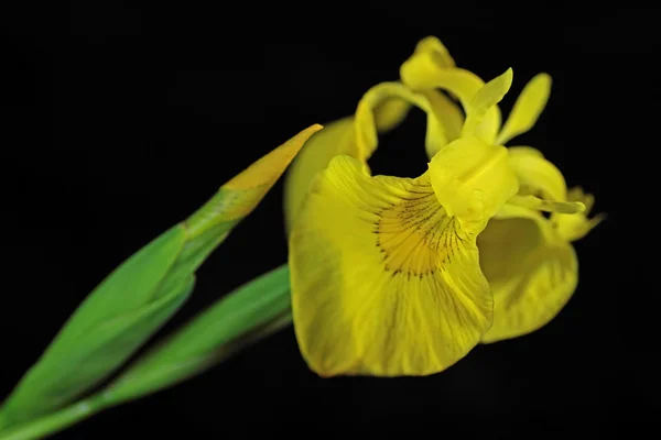 Yellow lily — Stock Photo, Image