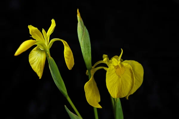 Lirio amarillo — Foto de Stock