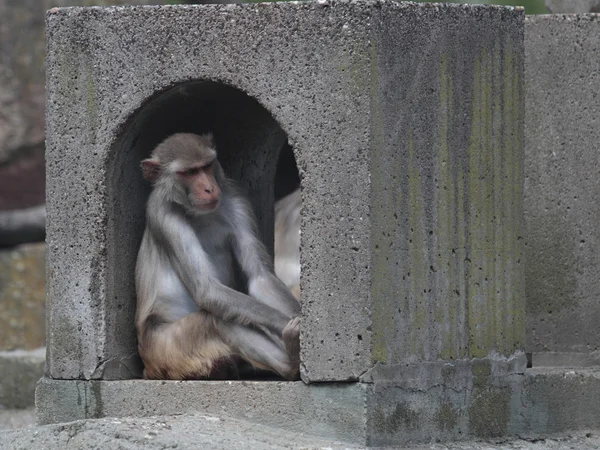 Scimmia di Rhesus — Foto Stock