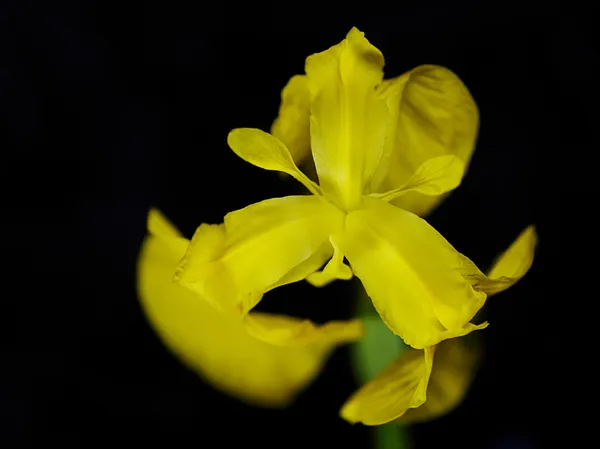 Yellow lily — Stock Photo, Image