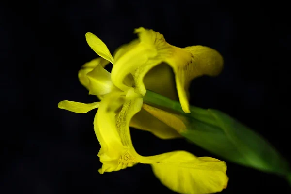 Yellow lily — Stock Photo, Image