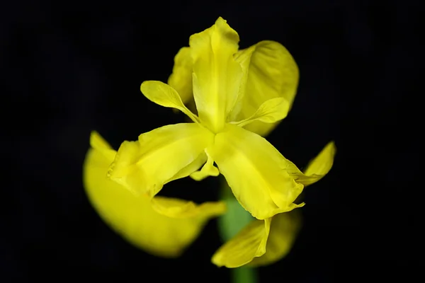 Lily Kuning — Stok Foto