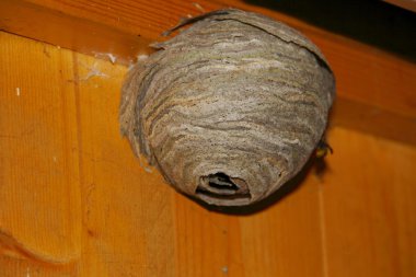 eşekarısı yuvası