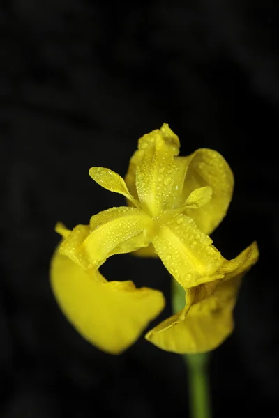 Yellow iris — Stock Photo, Image