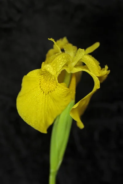 Gul iris — Stockfoto