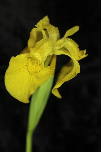 Yellow iris — Stock Photo, Image