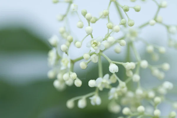 Anciano blanco — Foto de Stock