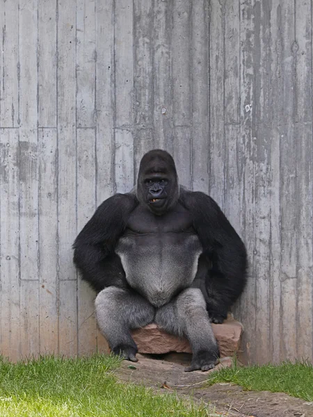 Gorilla — Stockfoto