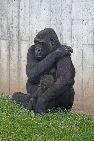 Gorilla — Stock Photo, Image