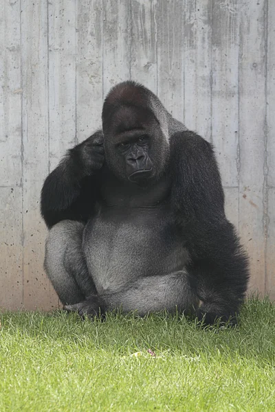 Gorilla — Stock Photo, Image