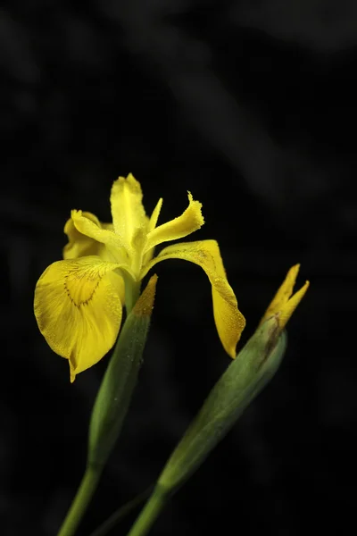 Wild iris — Stock Photo, Image