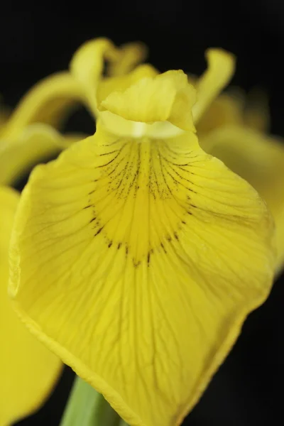 Wild iris — Stock Photo, Image