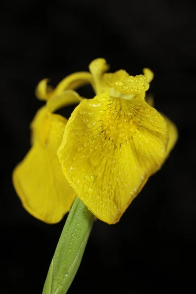 Wild iris — Stock Photo, Image