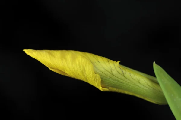 Iris selvatica — Foto Stock