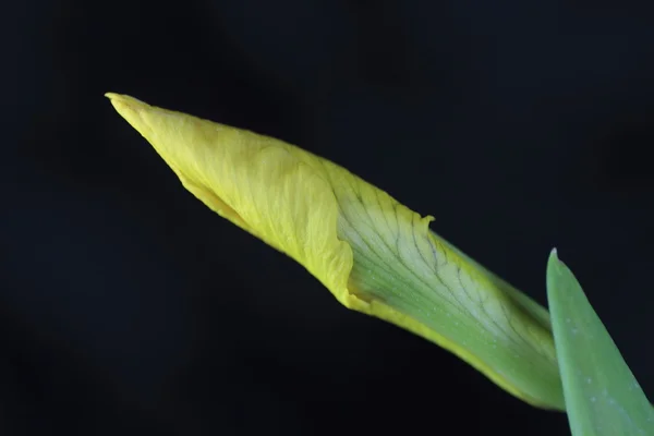 Wild iris — Stock Photo, Image