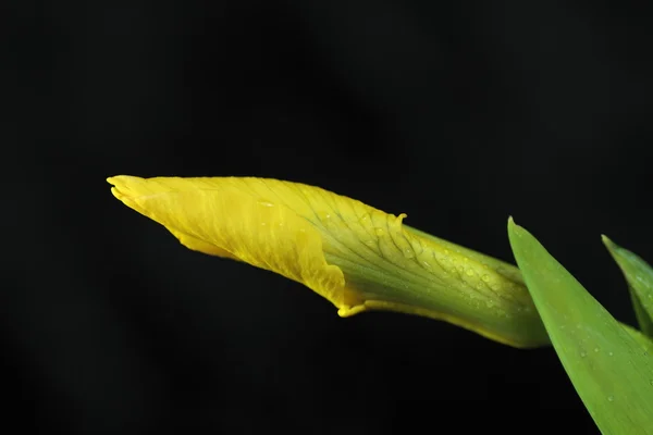 Iris salvaje —  Fotos de Stock