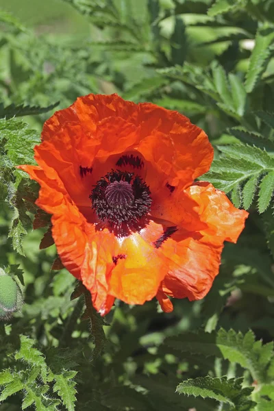 Turkish poppy — Stock Photo, Image