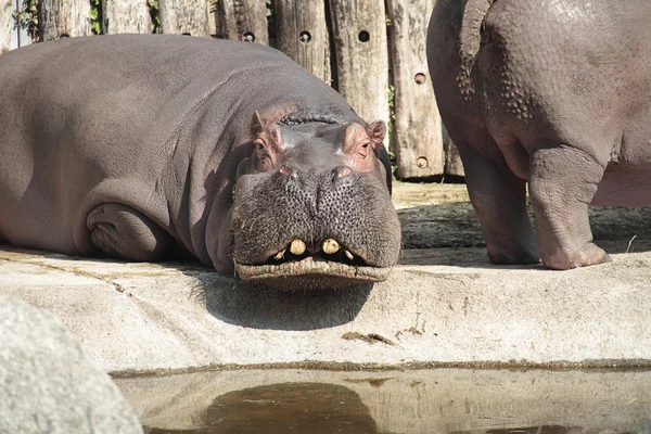 Nilpferd — Stockfoto