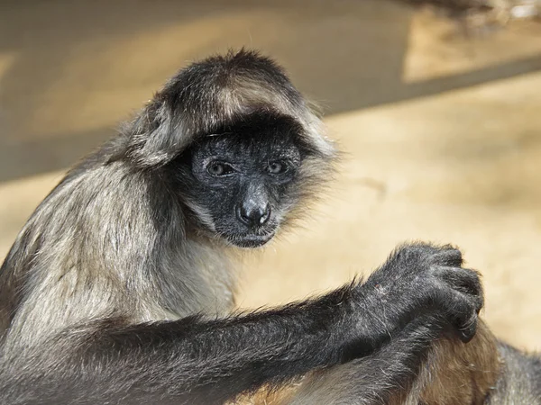 Schwarzgesichtslangur — Stockfoto