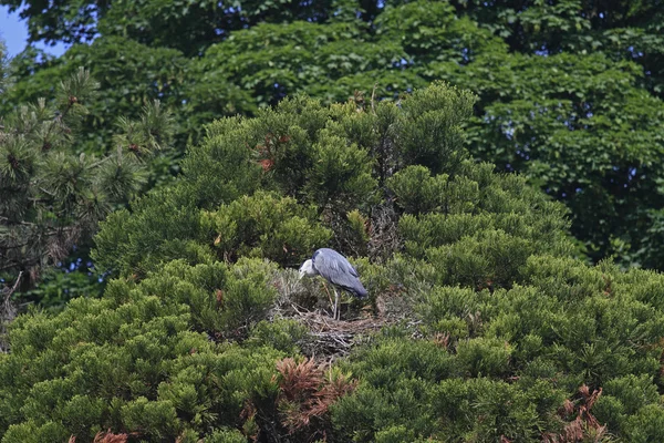 Colored heron — Stock Photo, Image