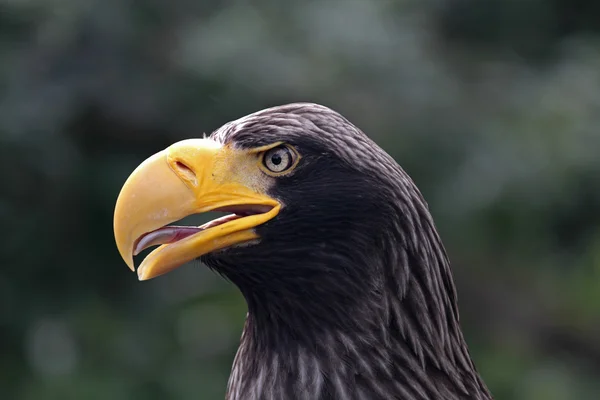 Wild eagle — Stock Photo, Image