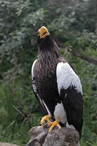 Wild eagle — Stock Photo, Image