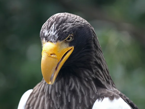 Wild eagle — Stock Photo, Image