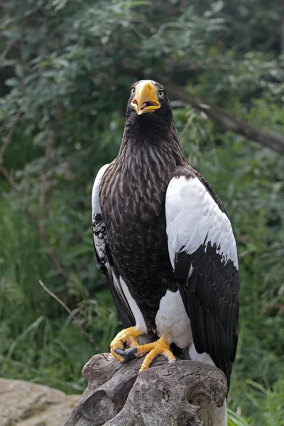 Wild eagle — Stock Photo, Image